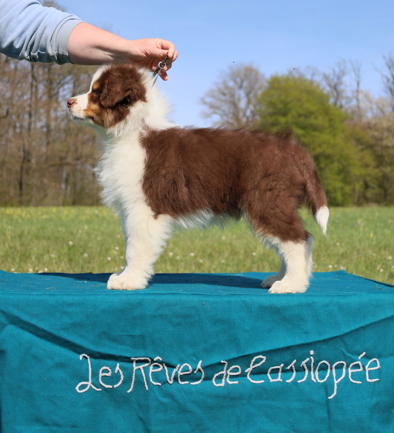 Publication : Des Rêves De Cassiopée