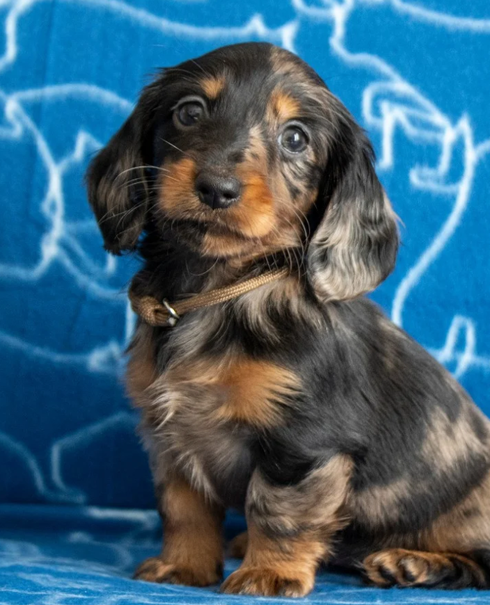 Publication : De La Petite Equinoxe 