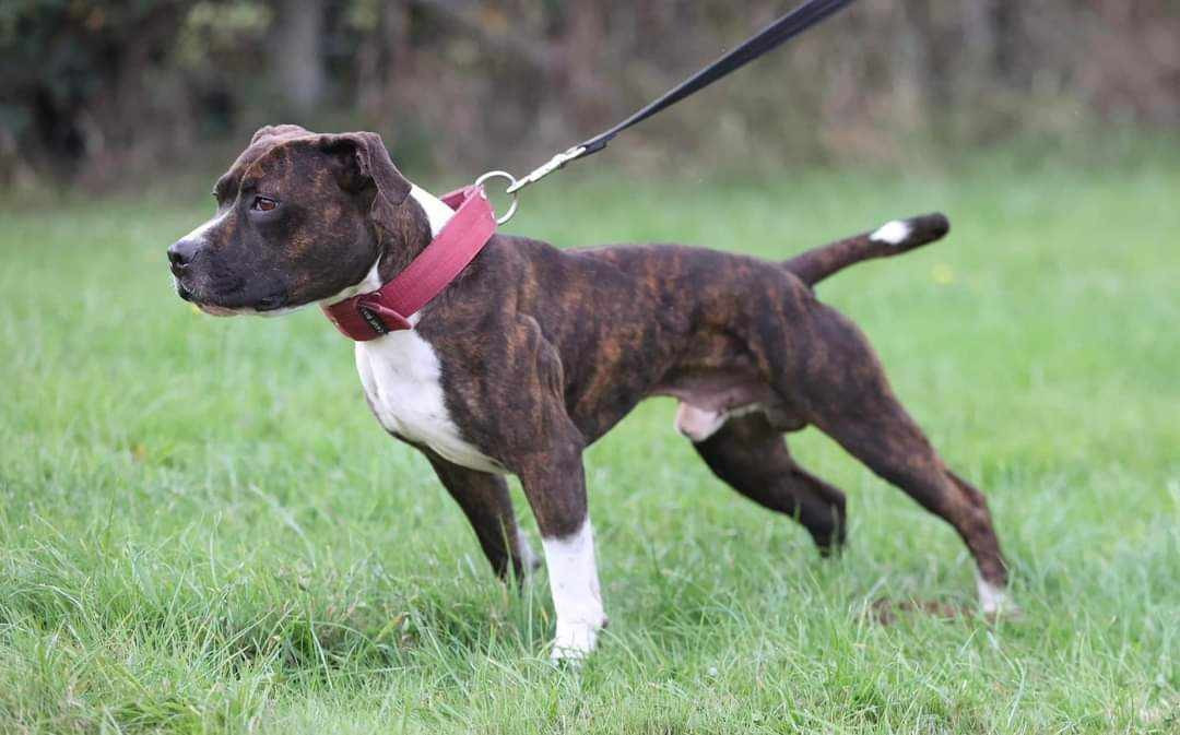 Publication : Jungle Road Kennel 