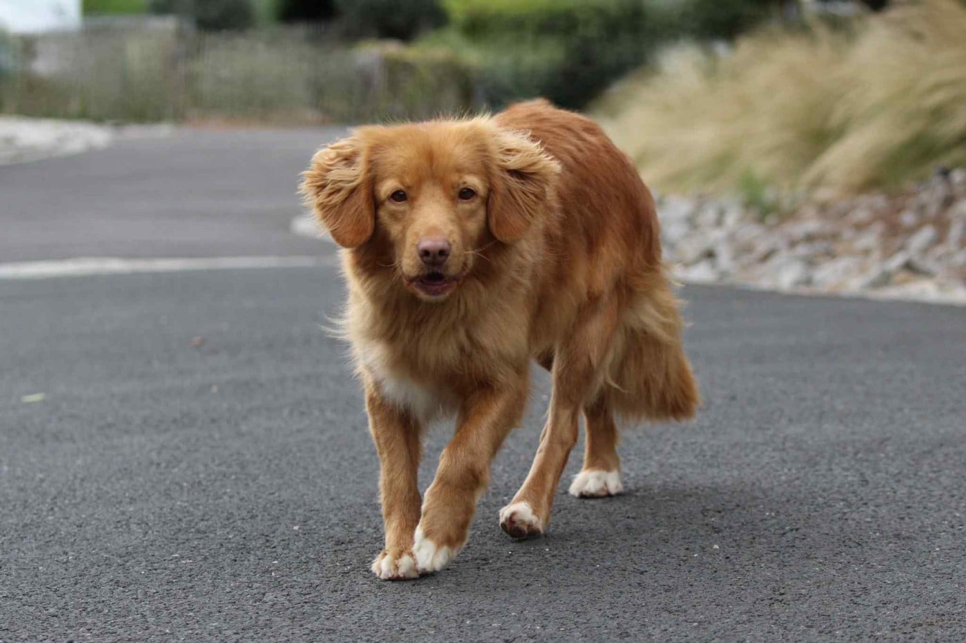 Publication : du Domaine du Clos Benoît Auteur : Fondimare Benoit