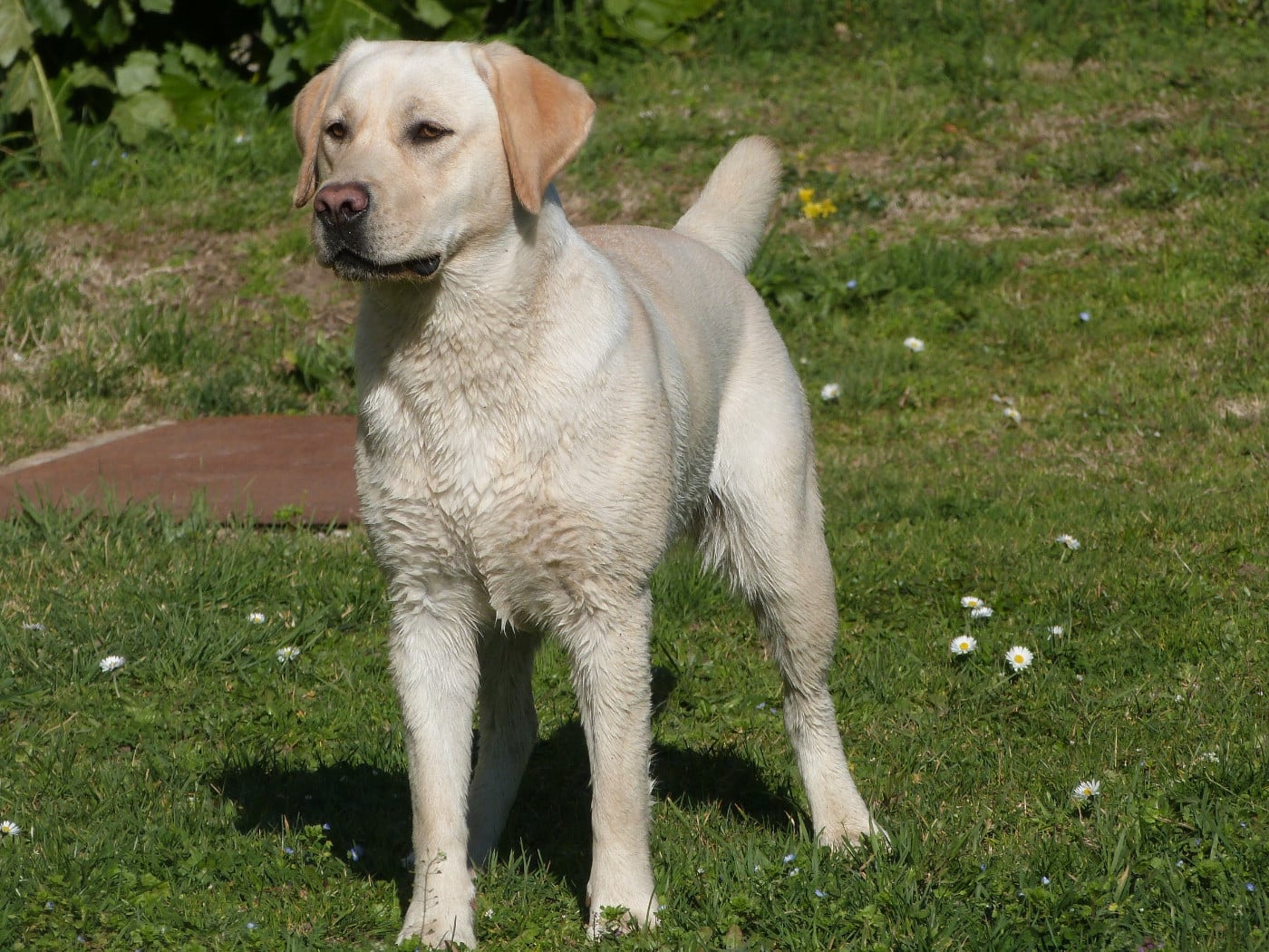 "Roxy" rebaptisée Raja (Sans Affixe)