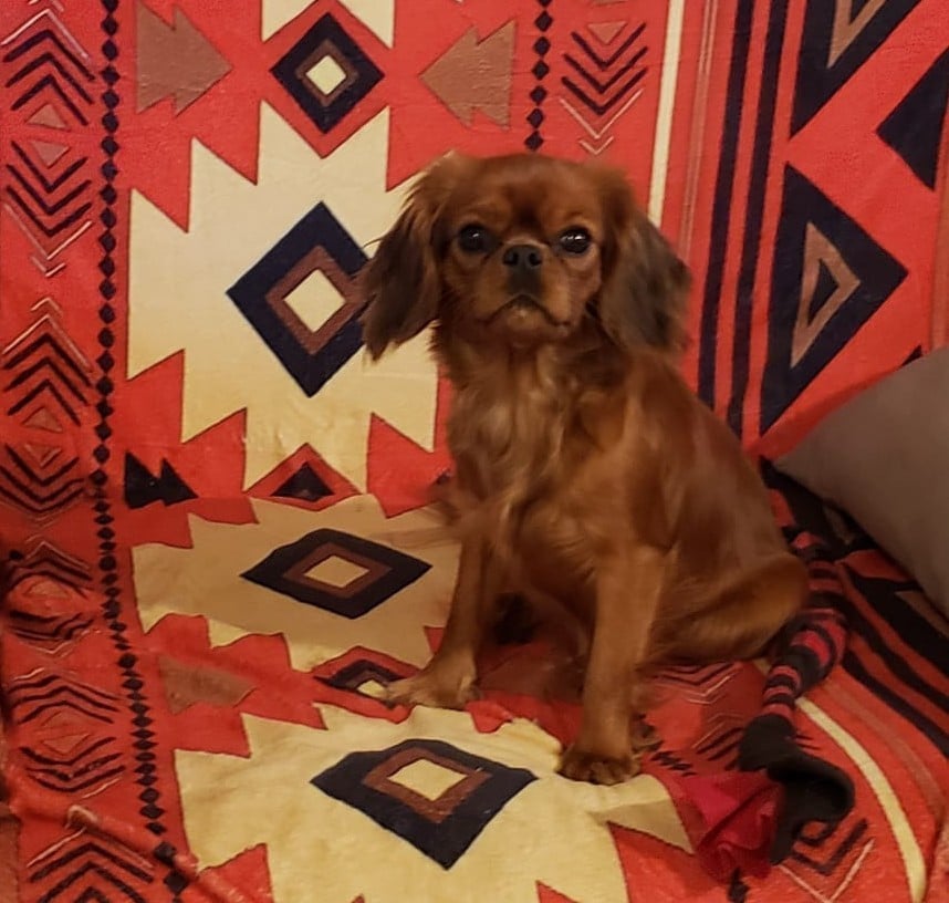 Publication : Caemoors Mighty 