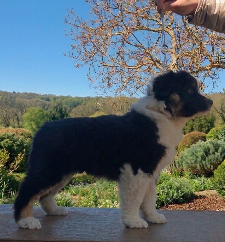 Publication : De La Quintessence Du Coeur Auteur : Delphine Delrieu