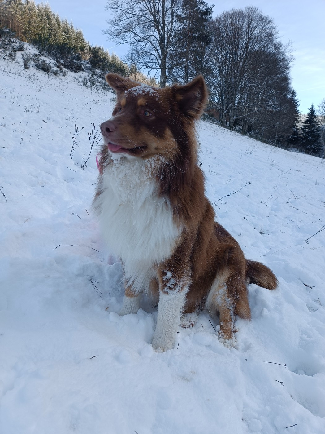 Publication : Des Allebasses Auteur : LM