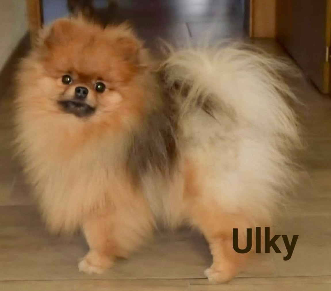 Publication : De l'Empire d'Idefix 