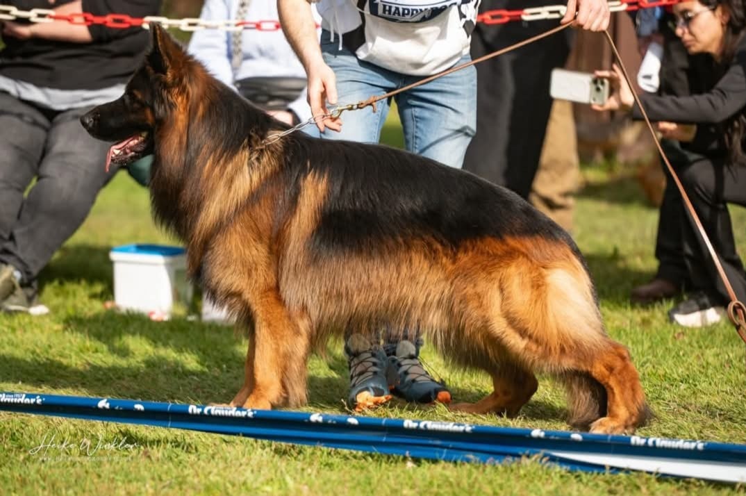 Hector Team perfect kennel