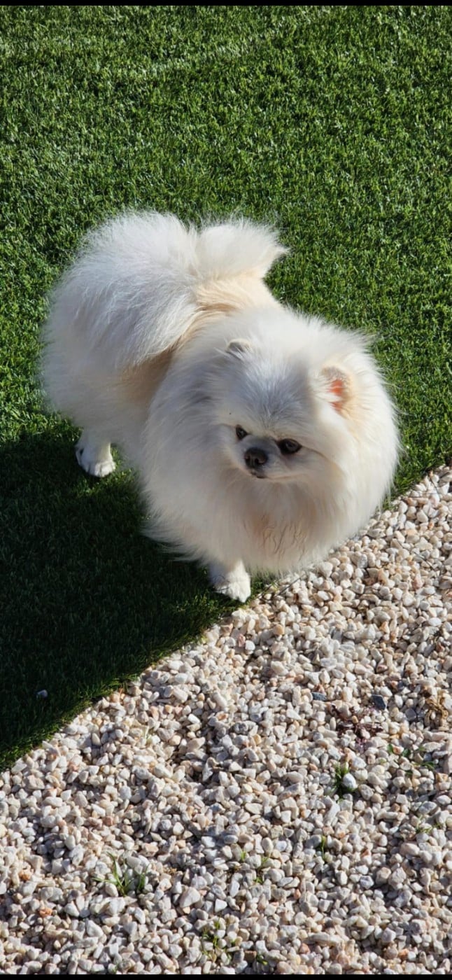 Publication : Des Poms Poms Girls 