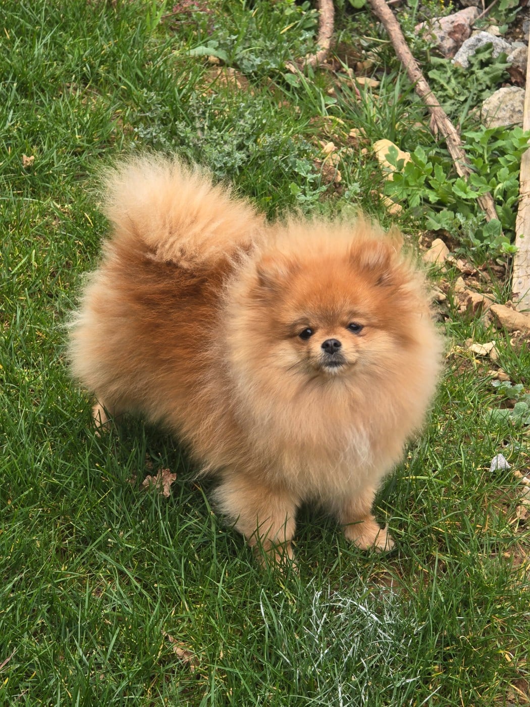 Publication : des Pantoufles d'Amour 