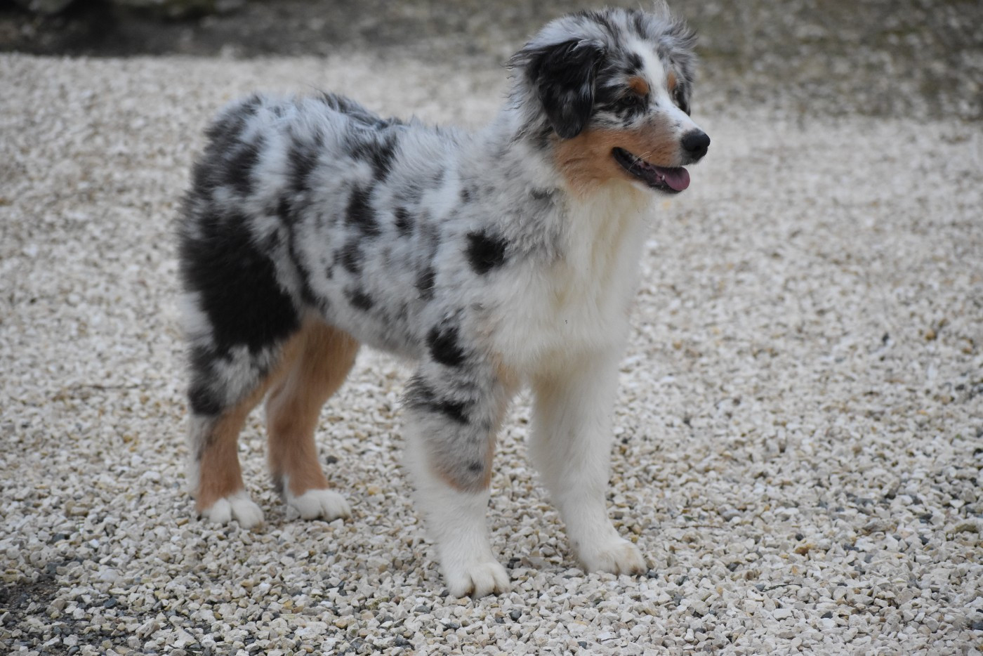 Publication : Of Black Pearl Spirit 