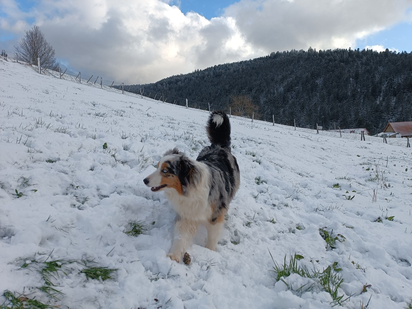 Publication : Des Allebasses Auteur : LM