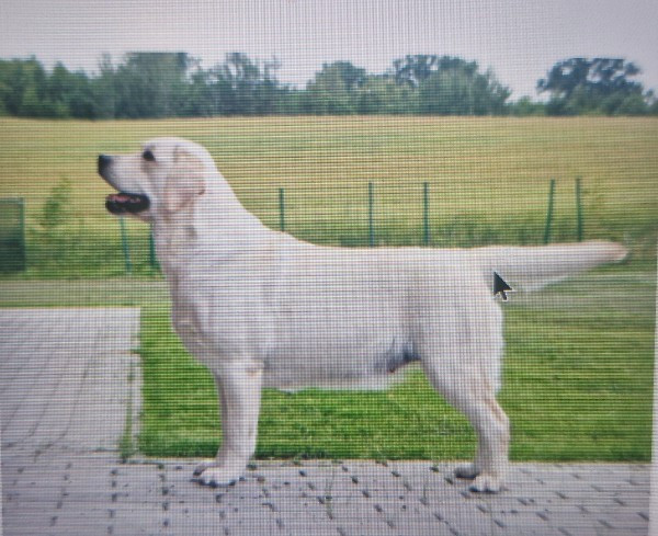 CH. GERULIS BALTIC PEARL