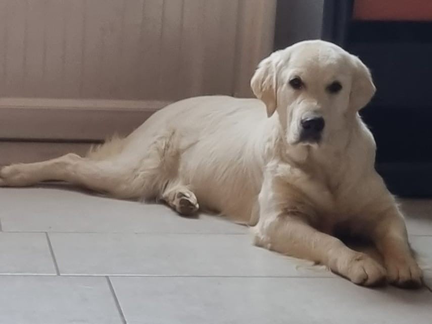 Publication : des Romarins de Mayerling Auteur : moi