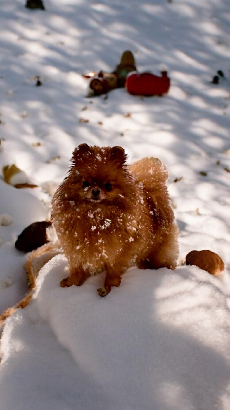 Publication : Du Royaume Des Choupettes