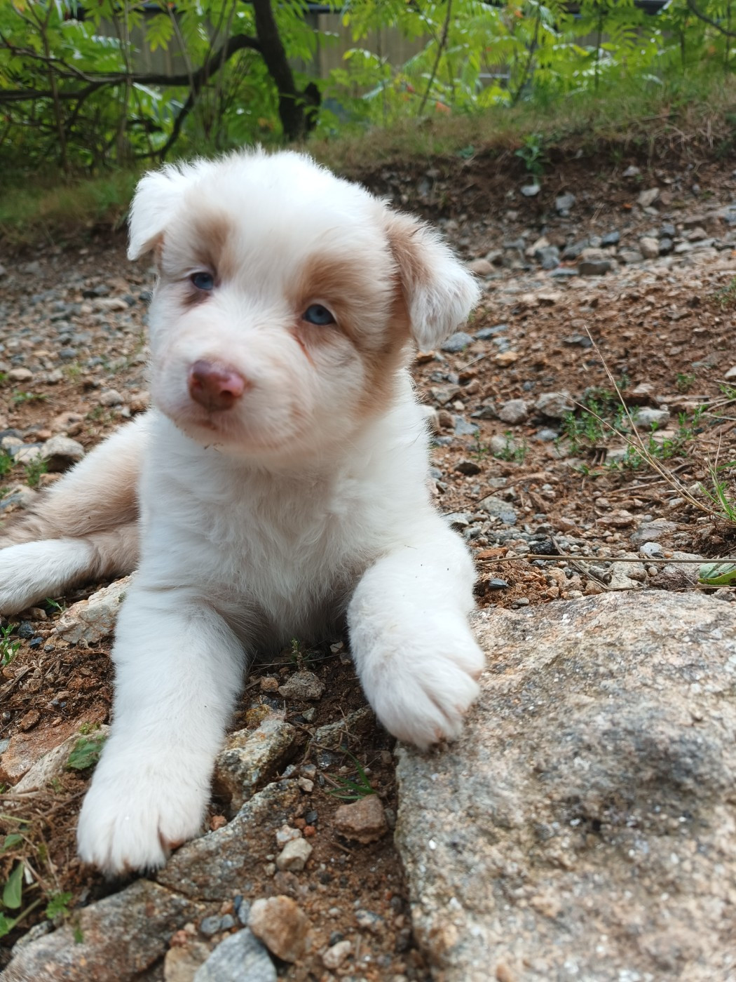 Publication : Des Allebasses Auteur : LM