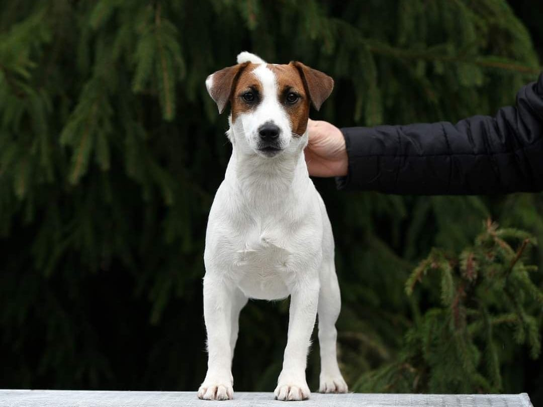 Publication : Des Terriers Du Large