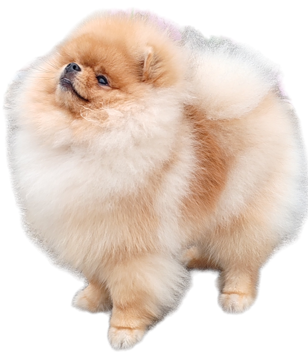 Yanuar Your dream apollon