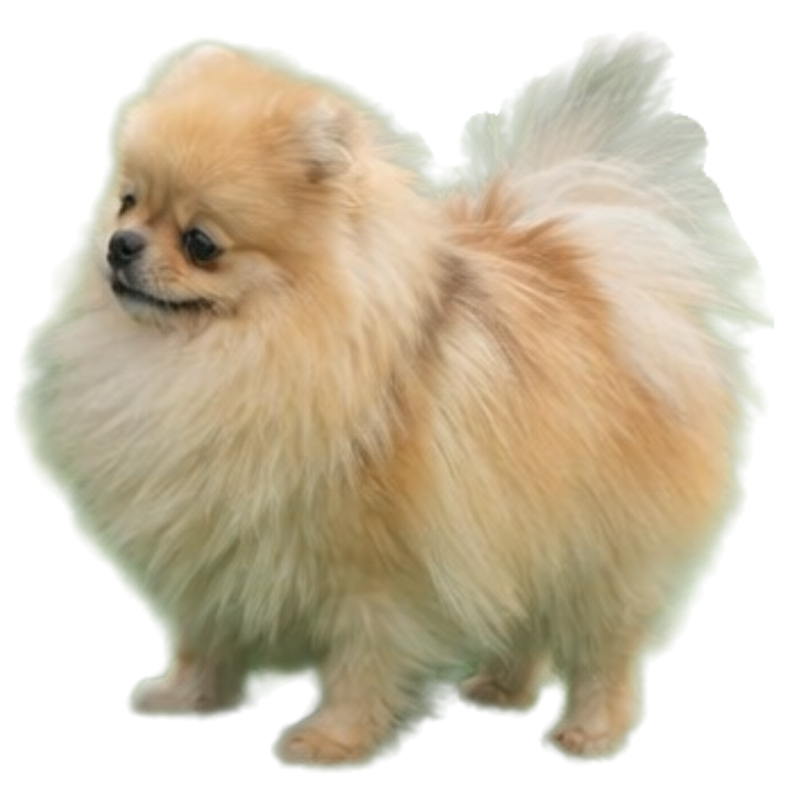 Publication : (Sans Affixe)