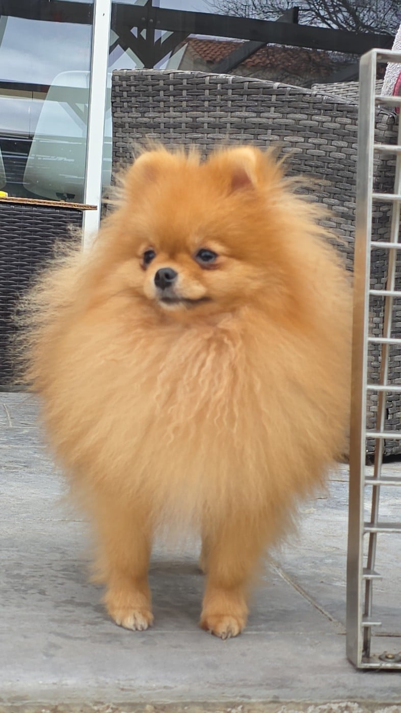 Publication : (Sans Affixe)