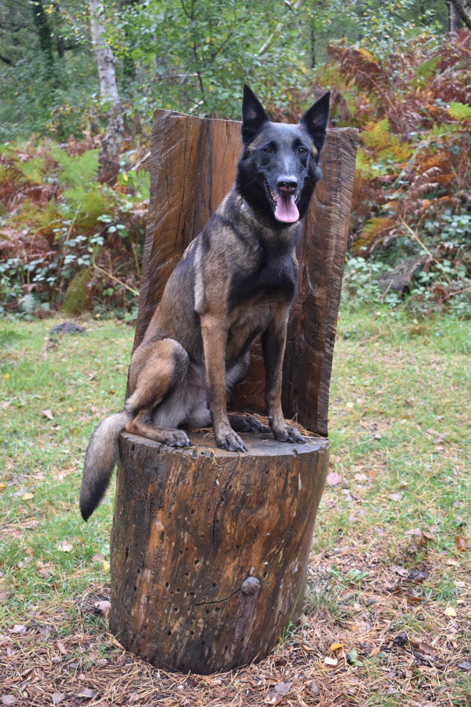 Publication : De La Coquillonnerie 