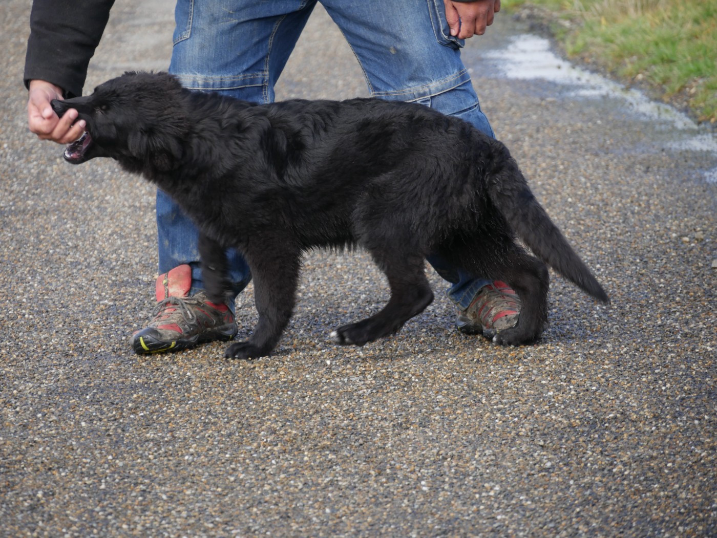 Publication : Des Crocs De La Fournaise 