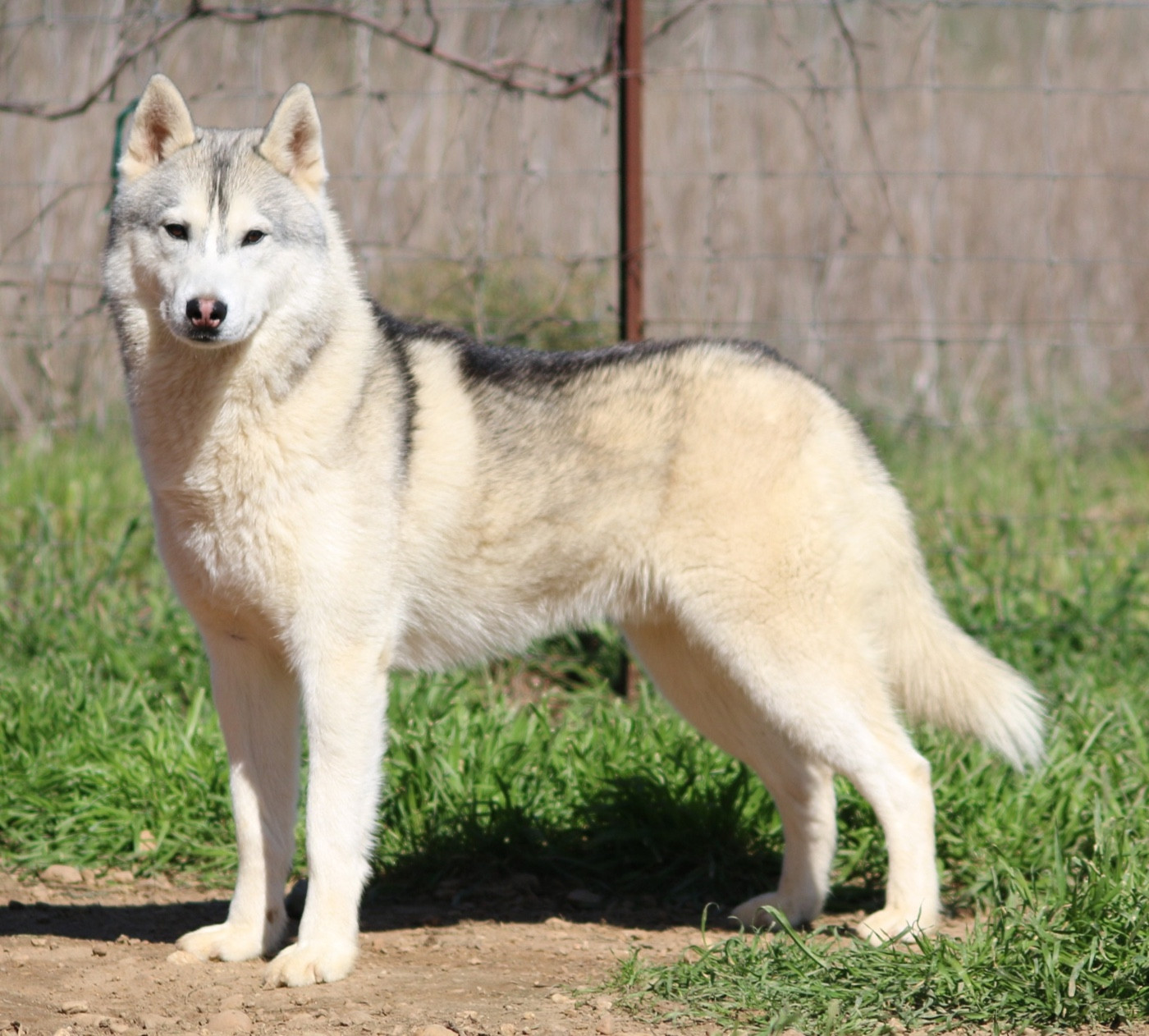 Publication : Of Wolf Siberian Song 