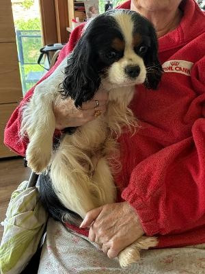 Publication : du clos des aubepines Auteur : IBERT FREDERIC