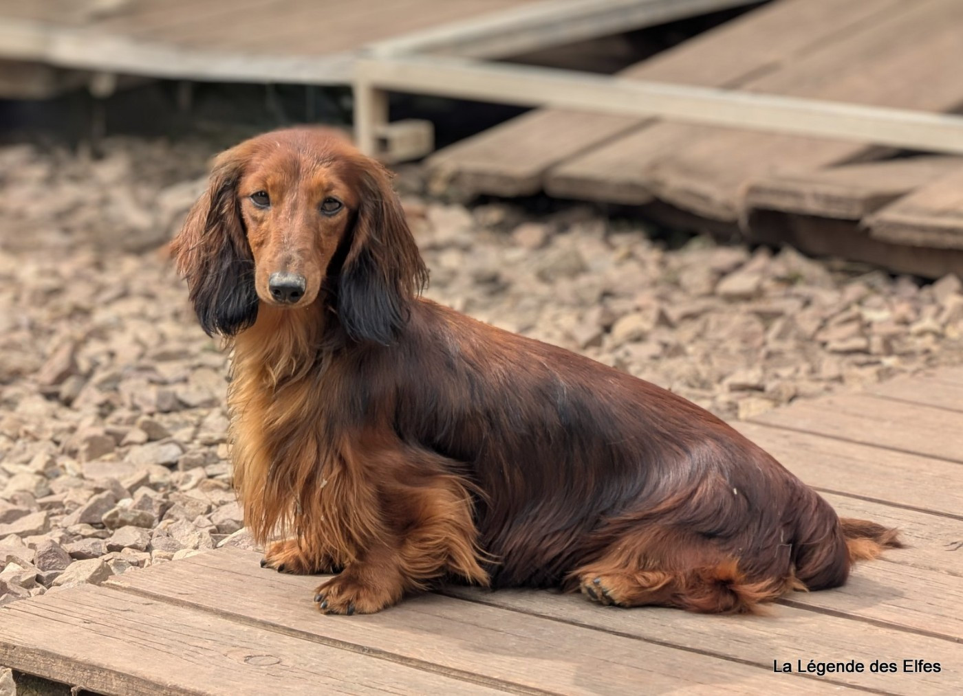 Publication : de la légende des elfes 