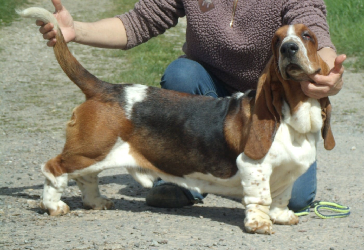Publication : Du Domaine Du Bois Dore Auteur : magalie QUESNEL