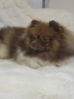 Publication : (Sans Affixe)