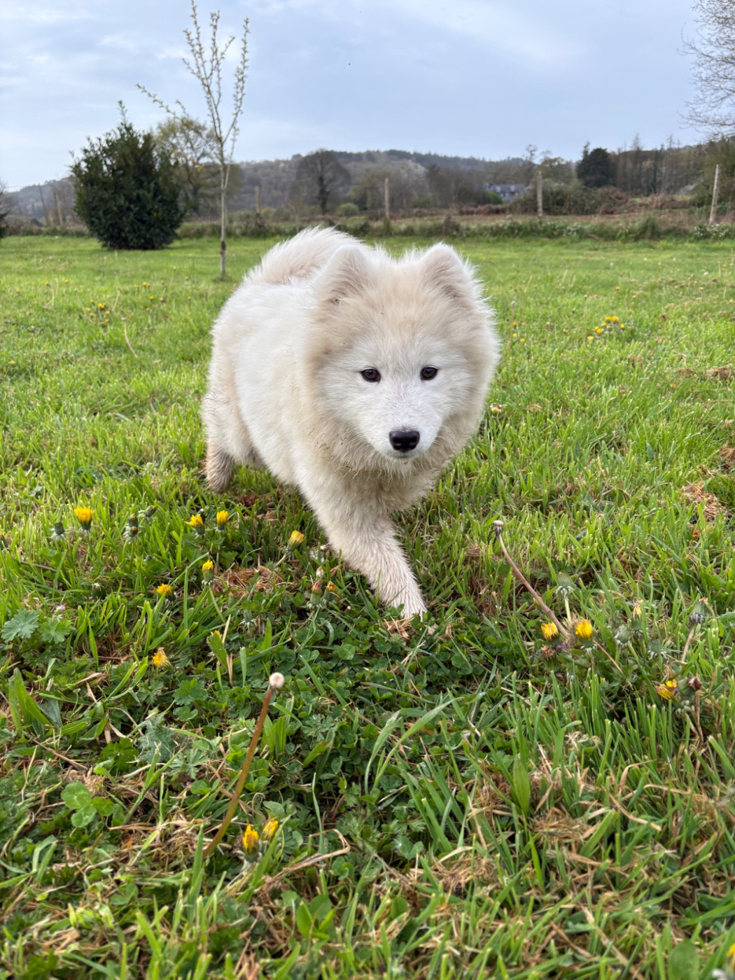 Publication : (Sans Affixe) 