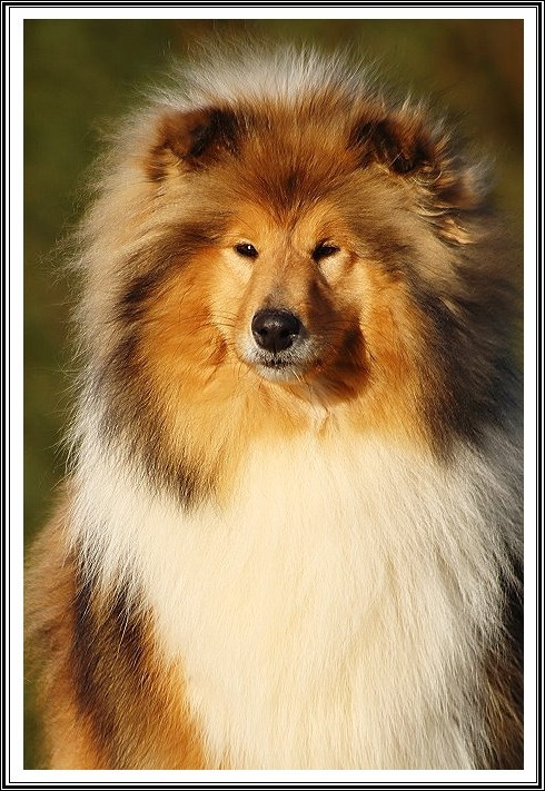 Publication : du bois des amazones Auteur : du Bois des Amazones