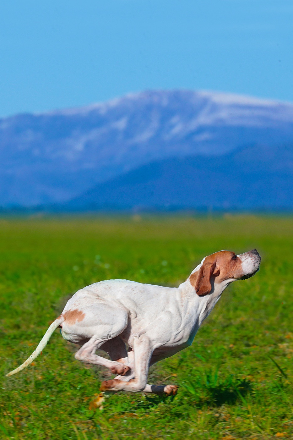 Publication : Des Sommets Alpins 