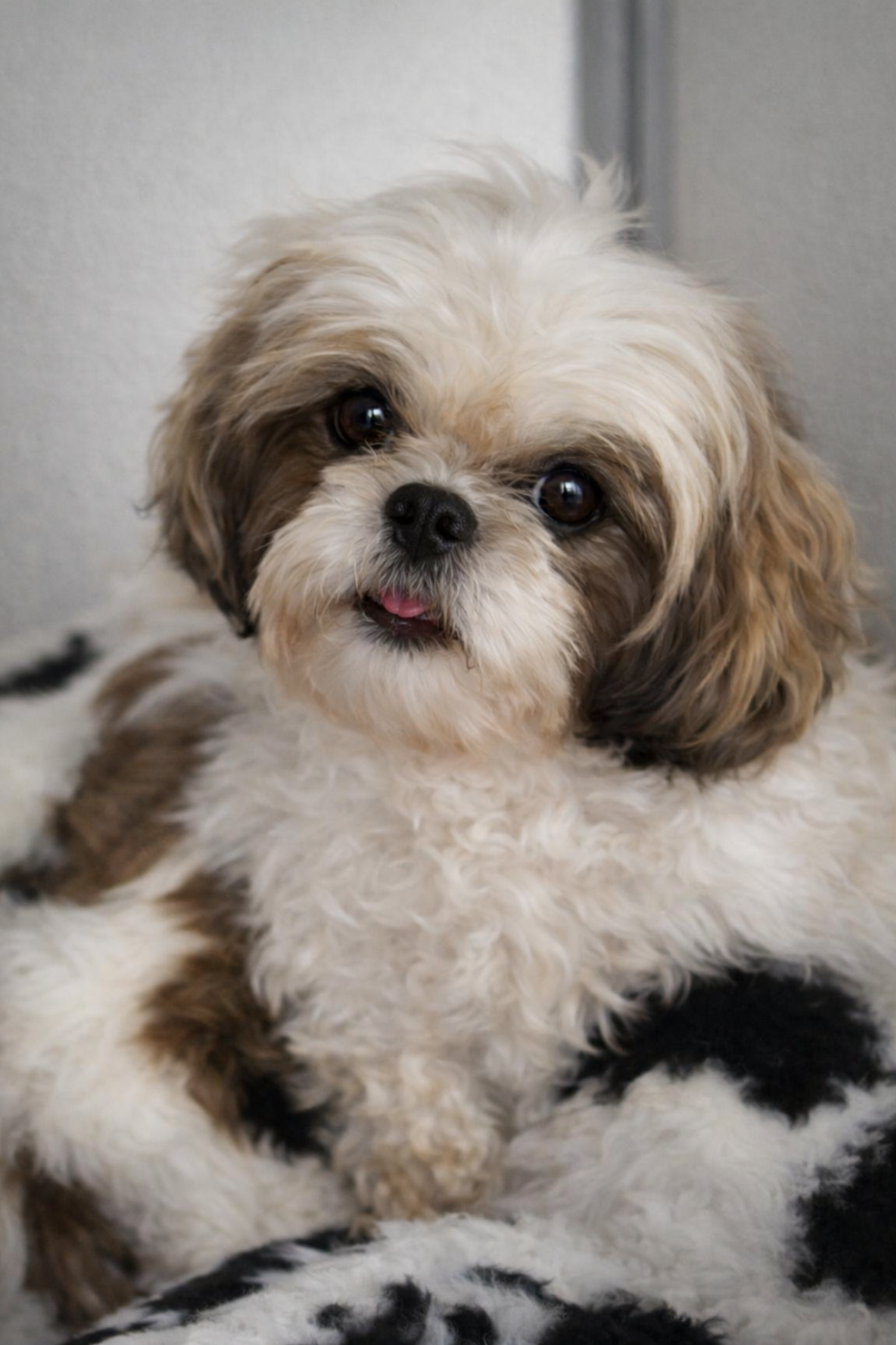 Publication : de la plaine du Jaelma 