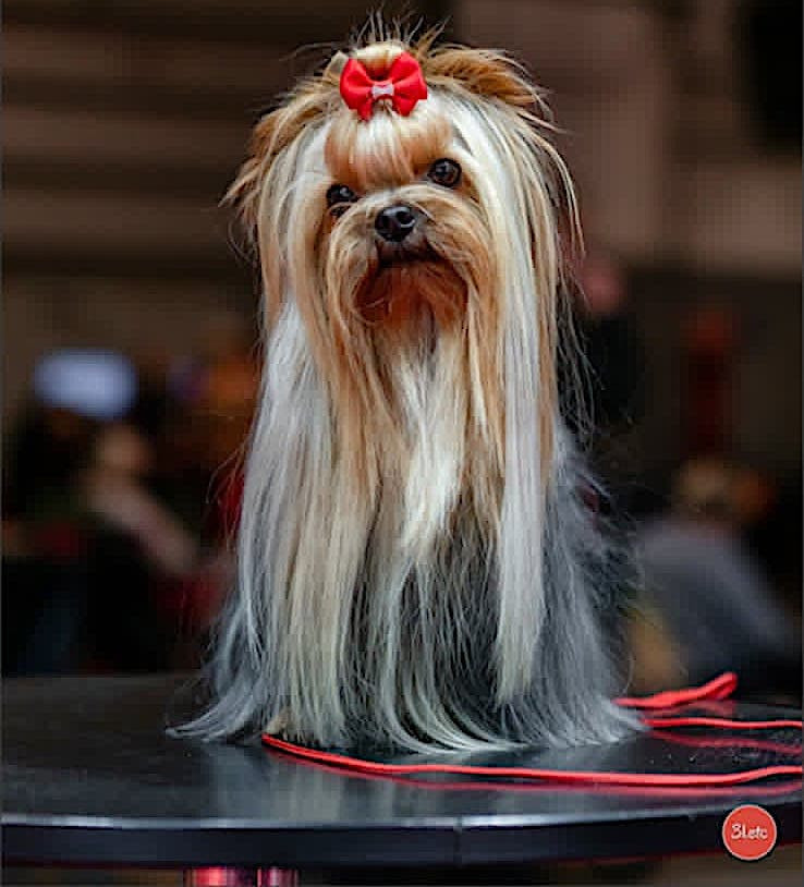 CH. JACK ROYAL sharbest