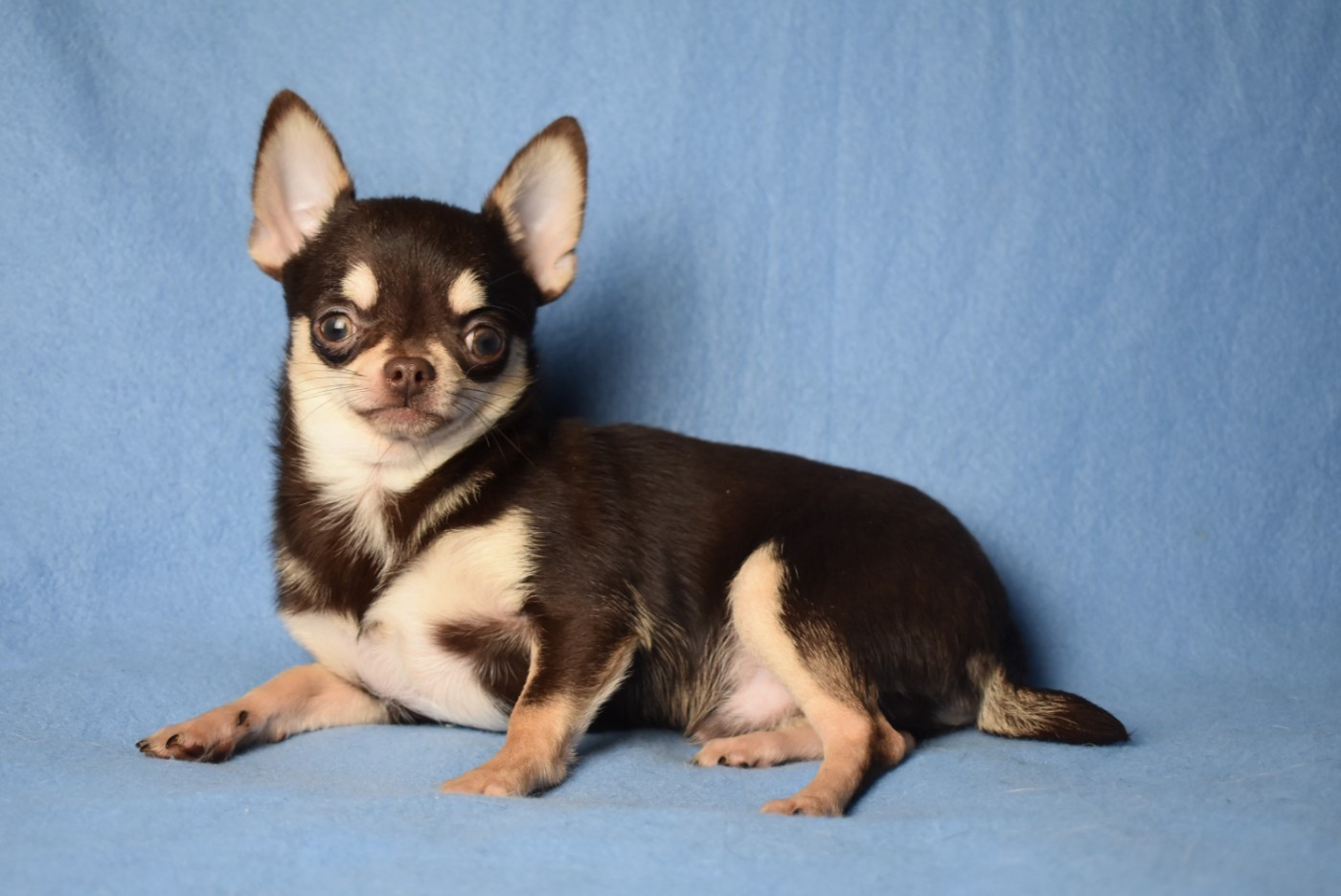 Publication : de l'elixir d'amour Auteur : Elevage de l'élixir d'amour