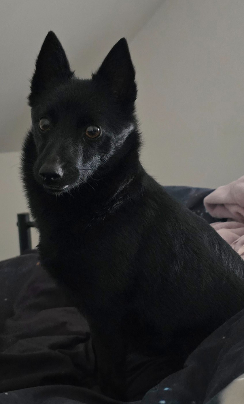 Publication : Len Lyslaulou