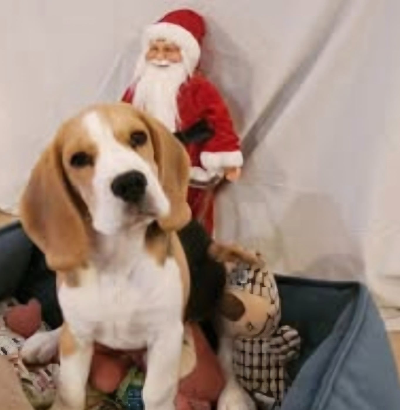 Publication : Lou Crystal Song 