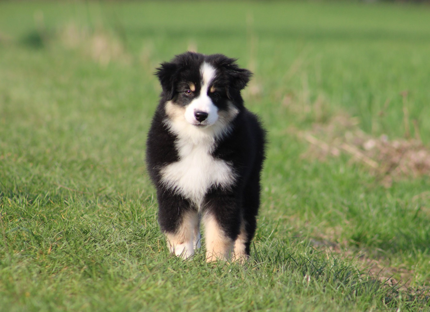 Publication : Des Bergers D'eden Auteur : Bergers d'Eden