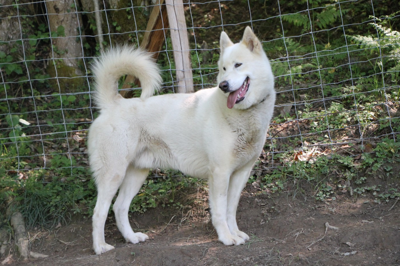 Publication : De Terre Sauvage Ariege Auteur : Mathilde Brodut
