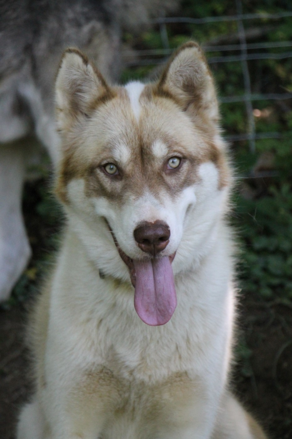 Publication : De Terre Sauvage Ariege Auteur : Mathilde Brodut