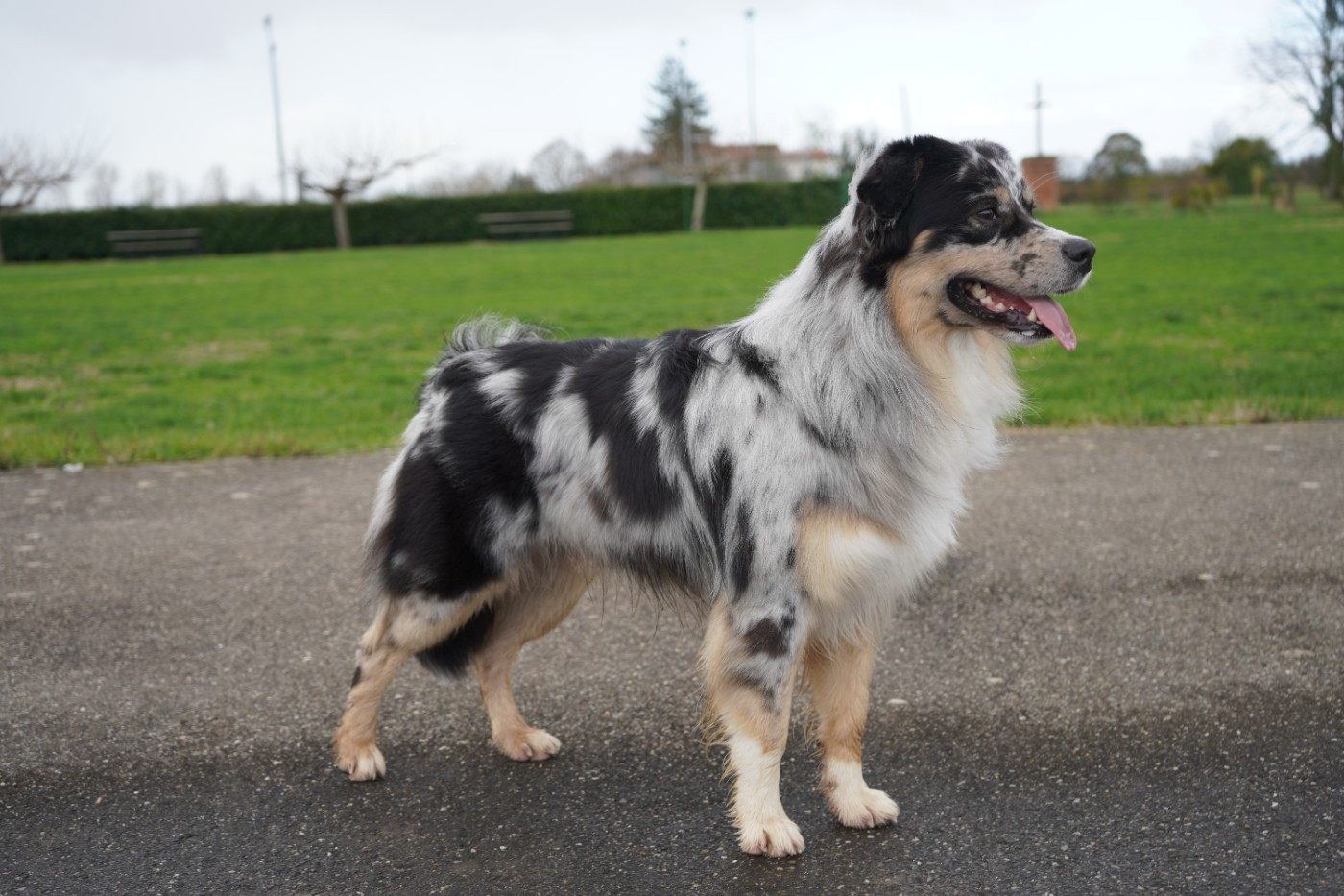 Publication : Des Tres'or De La Lyre 