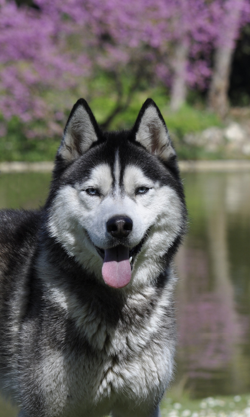 Varos dit Yuki Zorsky