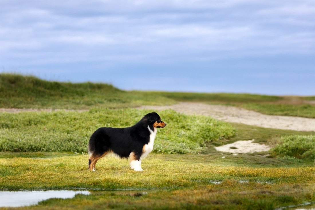 Publication : Du Tipi Farfelu Auteur : Margot Guillet