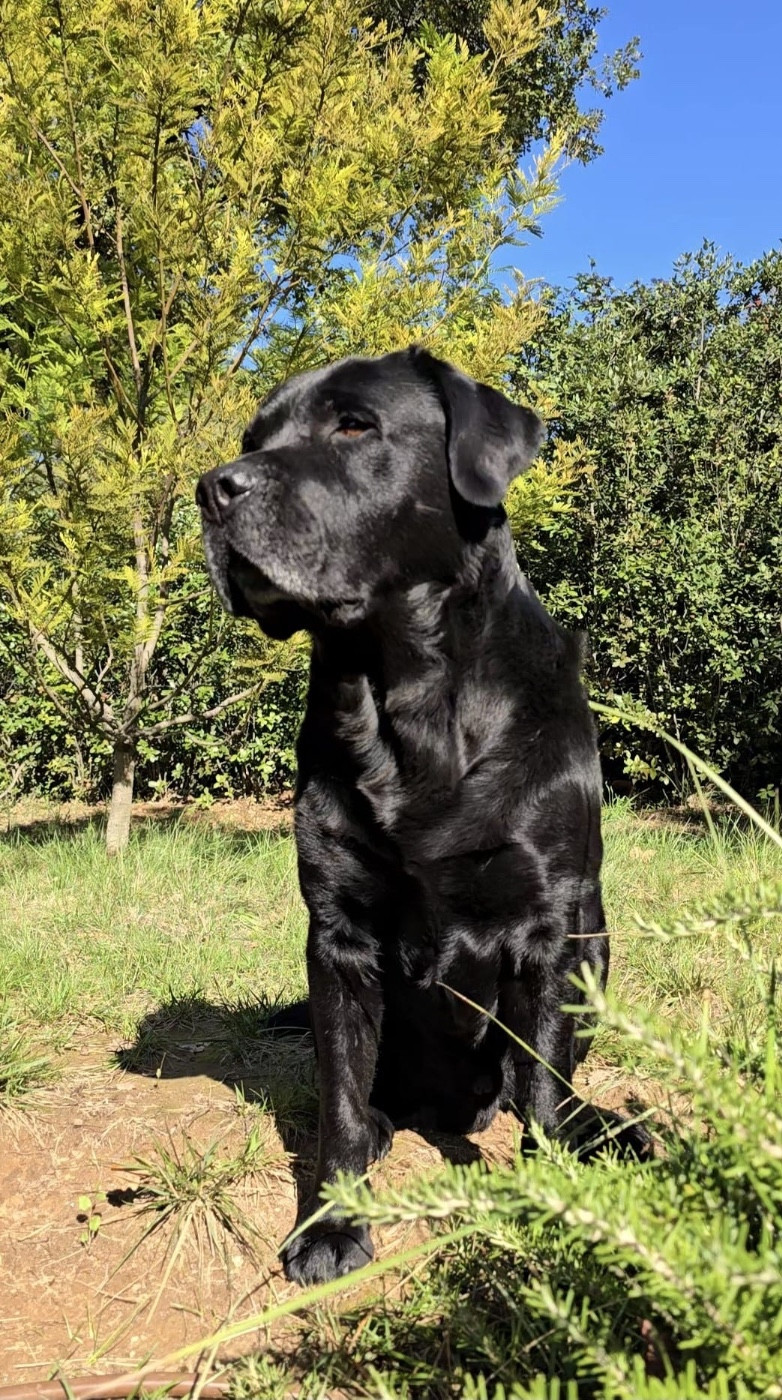 Publication : Des Délices De Praline