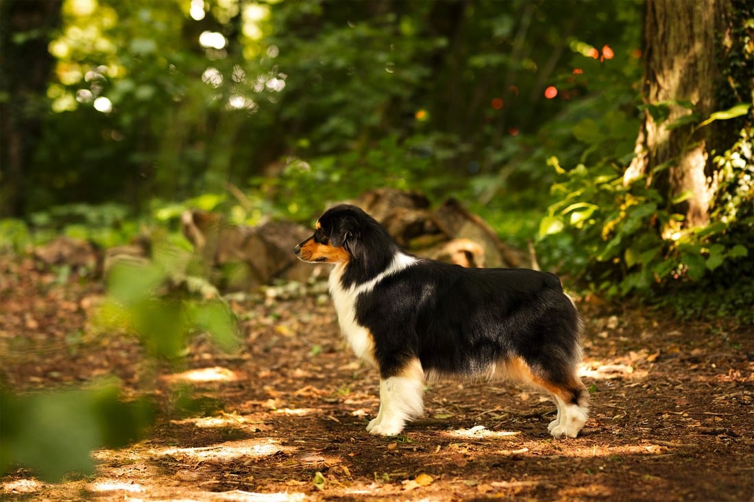 Publication : Du Tipi Farfelu Auteur : Margot Guillet