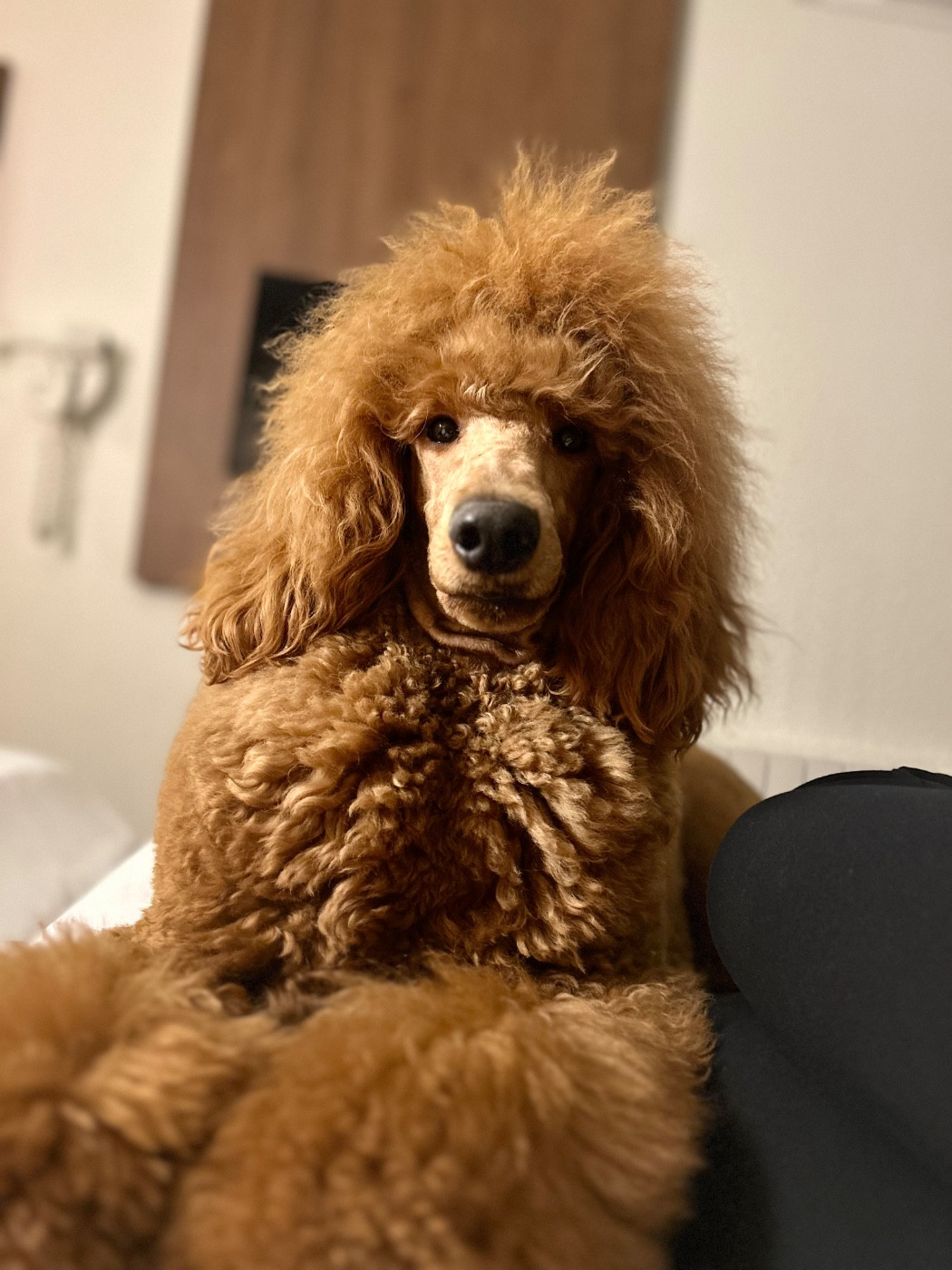 Publication : Kasa Give 'n' Kiss 