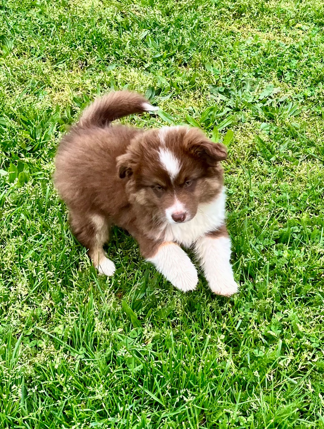 Publication : of Beauties the Isle