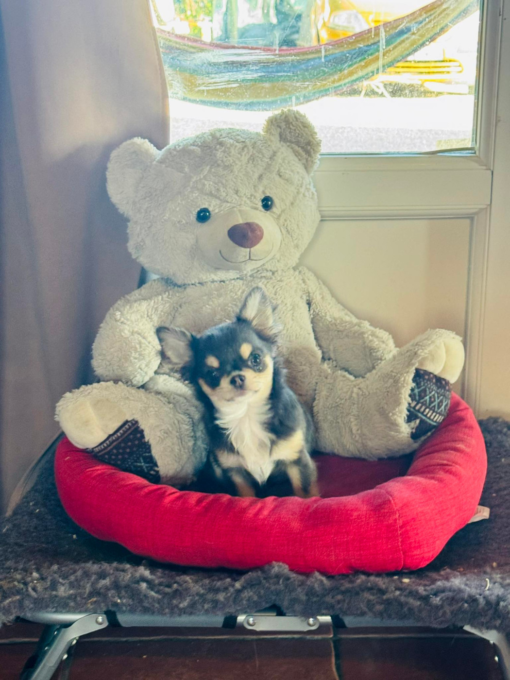 Publication : du Clan d'Adonis Auteur : Gélinda