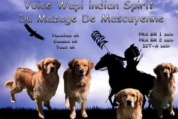 Voice indian Spirit wapi Du mazage de mascayenne
