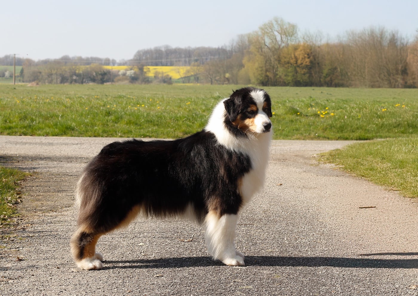 UNA CHICA Del Diamante Azul